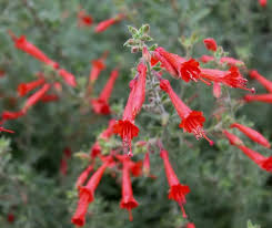Image result for Epilobium salignum