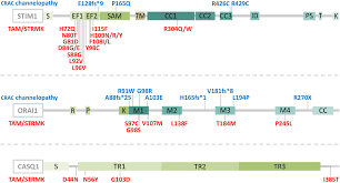 Heating with heat carrier, insulation and protection housing. Frontiers Stim1 Orai1 Loss Of Function And Gain Of Function Mutations Inversely Impact On Soce And Calcium Homeostasis And Cause Multi Systemic Mirror Diseases Physiology
