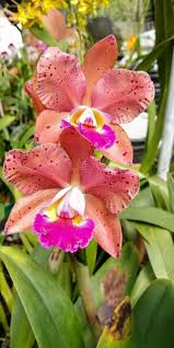 Maybe you would like to learn more about one of these? Pin Di Flora Lorenzetti Su Beautiful Orchids Fiori Fiori Orchidea Fiori Rari