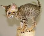 Serengeti Cat Breed Information - Kittens For Sale - Cat ...