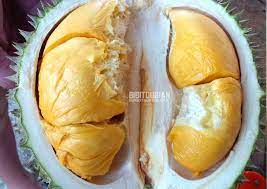 Maybe you would like to learn more about one of these? D200 Durian Duri Hitam Duriotourism Durian Lovers