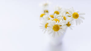 69,462 free images of summer flowers. White Flower 4k 8k Hd Wallpapers Hd Wallpapers Id 32490