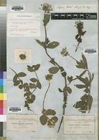 Image result for Pentanisia prunelloides