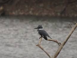 Seen at Shadyside Lake, Anderson IN. Thanks for an ID.