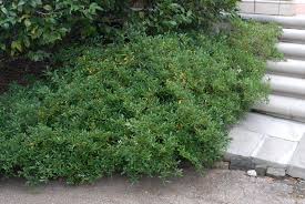 Cape jasmine is ideal in mixed borders as an accent or as a patio plant. Gardenia Jasminoides Cape Jasmine Cape Jasmine Gardenia Cape Jessamine Gardenia North Carolina Extension Gardener Plant Toolbox