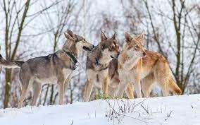 Ich würde mal gerne wissen wie voel so ein welpe o. Saarloos Wolfshund Wolfshybrid Wolfshund Hunderassen