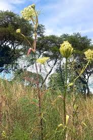 Image result for Diplolophium africanum