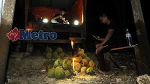 Dusun durian untuk dijual segera! Bermalam Di Kebun Durian