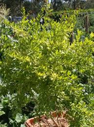 Sign up to order wholesale citrus trees or call 03 9859 9190. Pomegranate Trees Varieties And Care Nurseries Online
