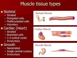 May 02, 2012 · smooth muscle vs skeletal muscle all the movements of animals have been mainly accomplished through the contractions and relaxations of smooth and skeletal muscles. Muscle Tissue Types Department Of Animal Science