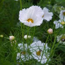 Cosmos Bipinnatus Cupcakes White In 2020 White Flower Farm Cosmos Flowers