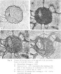 Maybe you would like to learn more about one of these? Figure 8 From Freezing Injury In Egg Cells Of The Sea Urchin Semantic Scholar