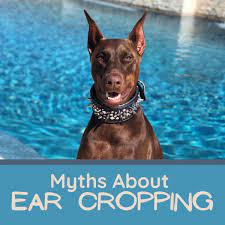We did not find results for: 9 Myths About Dog Ear Cropping Pethelpful