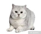 British Shorthair Cat Breed Information, Pictures ...