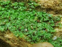 Image result for Vittaria isoetifolia