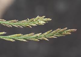 Image result for Lolium