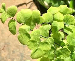 Image result for Adiantum poiretii