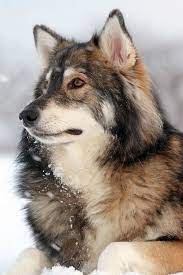 Alaskan Malamute Husky German Shepherd Mix Pets Lovers