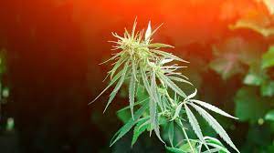 Weed Smell Why Does It Smell Like A Skunk Wikileaf