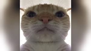 Hamster hamster staring at camera kameraya focus hamster be careful so dangerous. Sad Linus Know Your Meme