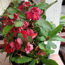 Image result for Dalbergia obovata