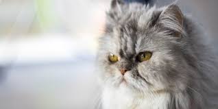 Sekarang, anda mungkin sudah merasa bahwa kemungkinan nama untuk kucing putih tidak terbatas. 10 Gambar Kucing Persia Si Cantik Berwajah Datar Merdeka Com