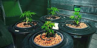 Jun 07, 2021 · use foliar spraying, insecticidal soap, and neem oil to get rid of common cannabis pests naturally. Eliminate And Prevent Algae In Cannabis Hydroponics Zamnesia Blog