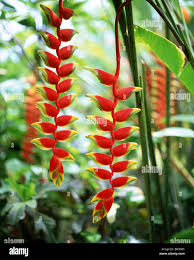 Image result for Heliconia rostrata