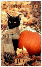 30 Ready For Halloween Memes Animals Cats Black Cat