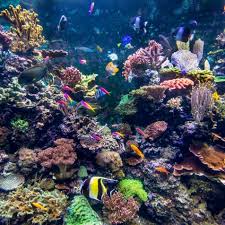 Have something nice to say about coral reef paintings? How A Change In Fishing Practices Saved Coral Reefs Nature And Wildlife Discovery