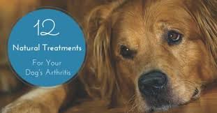 If Your Dog S Struggling With Arthritis Take A Moment To Read This Learn About Natural Treatments If He D In 2020 Dog Arthritis Dog Arthritis Remedy Canine Arthritis