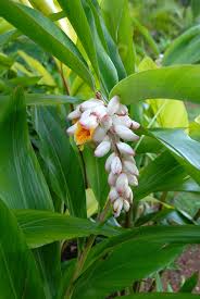 Variegated shell ginger, also known as shell ginger, is a moderate grower. Renealmia Ginger Lily Shell Flower Shell Ginger North Carolina Extension Gardener Plant Toolbox