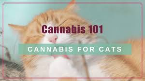 cannabis 101 cbd for your cat