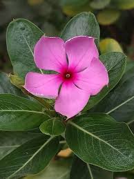 Image result for Catharanthus roseus