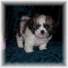 Shih tzu poo and shih tzu bichon puppies ready now! Mini Chloe Husky Dog Pictures Cute Puppies Teddy Bear Puppies