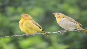 Check spelling or type a new query. Descargar Mp3 Canto Canario Criollo Canario Da Terra Sicalis Flaveola Gratis Felizmp3 Com