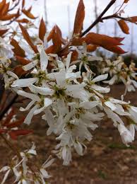 Image result for Amelanchier laevis
