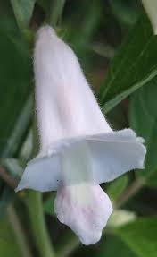 Image result for Sesamum angustifolium