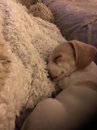Miniature dachshund puppies all girls. Buchanan S Dachshunds Iowa Pet Service Facebook 2 494 Photos