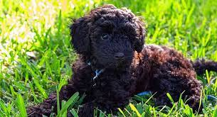 Apricot / cream in colour males light blue collar reserved. Schnoodle Dog A Complete Guide To The Schnauzer Poodle Mix Breed