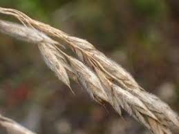 Image result for Bromus  kalmii