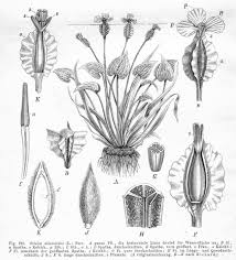 Image result for Hydrocharitaceae
