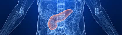 Image result for pancreas)