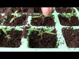 Es sollte eine konstante temperatur von 18 bis 21 °c gegeben sein. Tomaten Pikieren Youtube