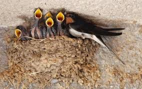 Whether you need an event venue or a barn wedding venue, the search for a unique destination ends with the barn at swallows eve. Janaki Lenin On How Barn Swallows Make A Himalayan Summer The Hindu