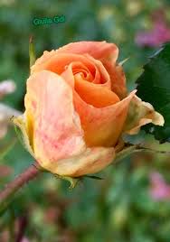 Roses Rosas Rosa Rose Garten Rosen