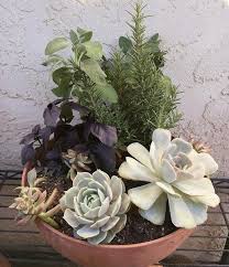 Some succulents and cacti, on the other hand, all but insist on a dry resting period during winter. Succulents Herb Companion Planting Easy To Grow Bulbs