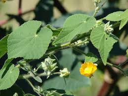 Image result for Abutilon grandiflorum