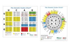 3dmd Genetic Codon Posters