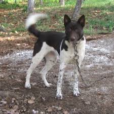 Pdf Determination Of Zerdava Dog Kapi Kopegi Raised In Northeast Of Turkey